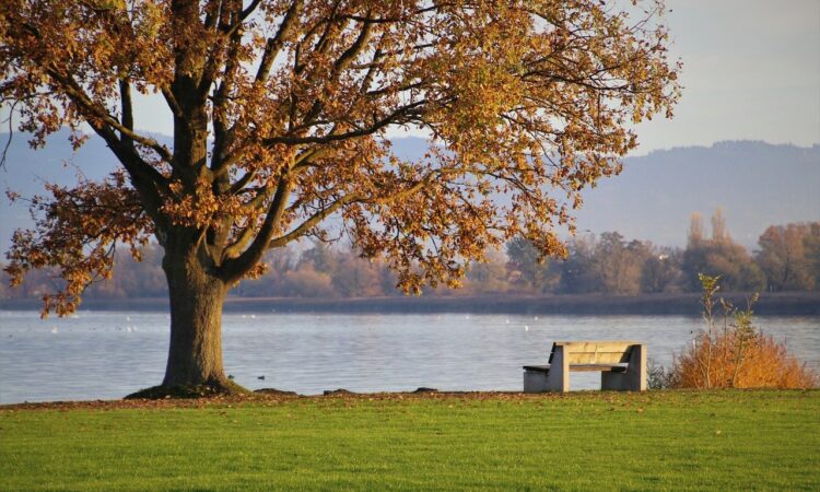 link roundup nov 2021